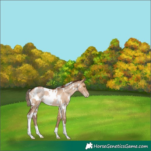 Horse Color:White Spotted Brown Pearl Dun Rabicano