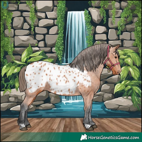 Horse Color:Bay Blanket 