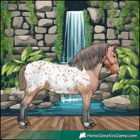 Horse Color:Bay Appaloosa