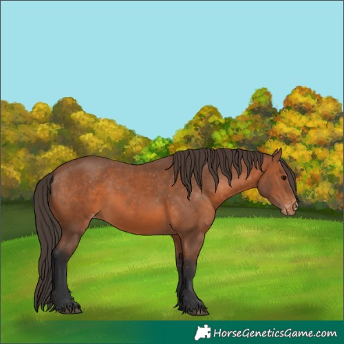 Horse Color:Bay Appaloosa 