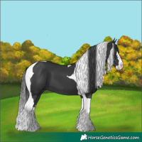 Horse Color:Black Splash Tobiano