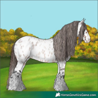 Horse Color:Brown Roan Splash Appaloosa 