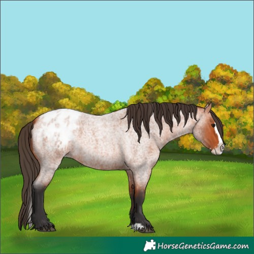 Horse Color:Bay Roan Splash Appaloosa