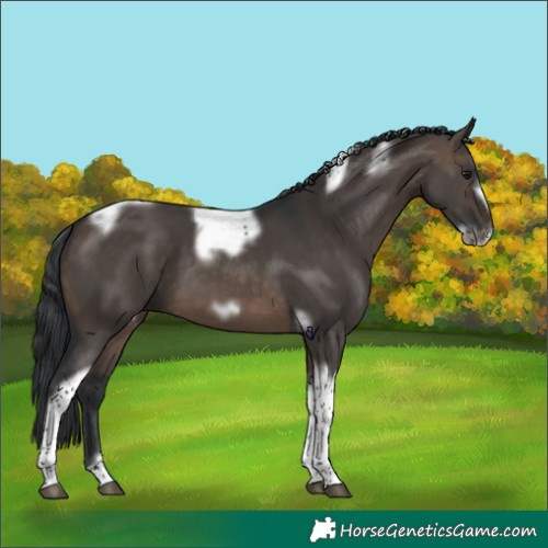 Horse Color:Brown Dun Tobiano Frame 