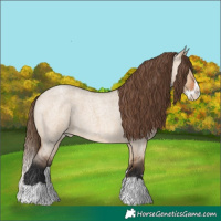 Horse Color:Bay Roan Dun Splash Appaloosa