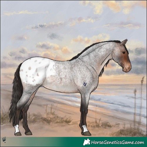 Horse Color:Brown Roan Appaloosa 