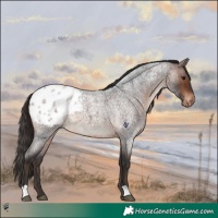 Horse Color:Brown Roan Appaloosa 