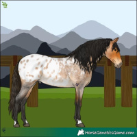 Horse Color:Gray Buckskin Roan Blanket 
