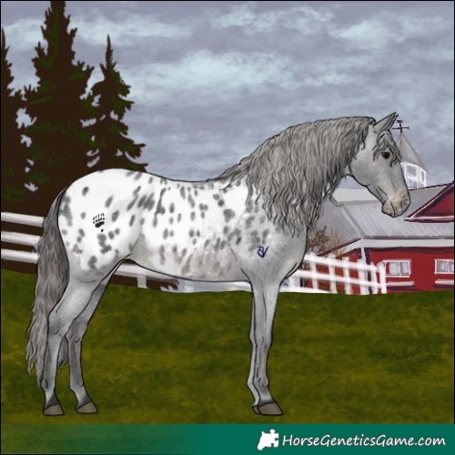 Horse Color:Blue Roan Blanket 