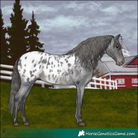 Horse Color:Blue Roan Appaloosa 