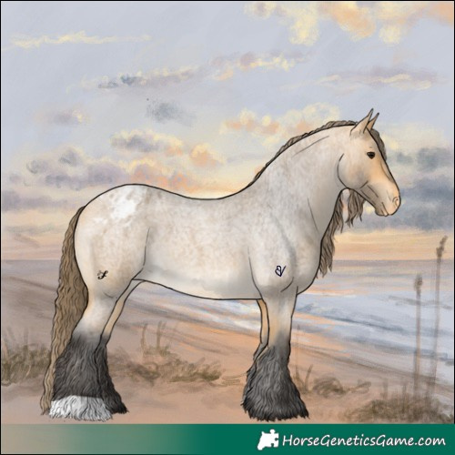 Horse Color:Buckskin Roan Varnish 