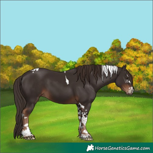 Horse Color:Liver Chestnut Sabino Tobiano 