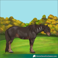 Horse Color:Liver Chestnut Tobiano 