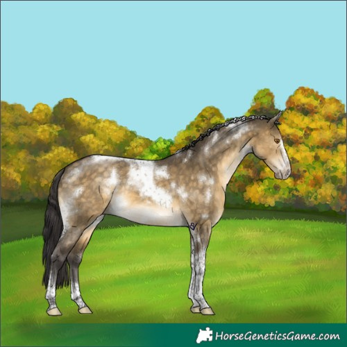 Horse Color:White Spotted Buckskin Dun Tobiano Frame Brindle 