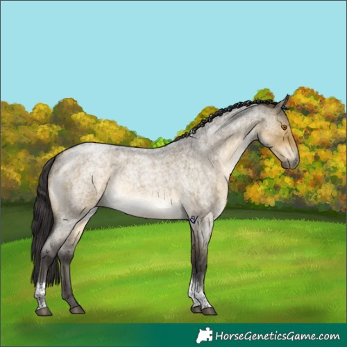 Horse Color:Buckskin Roan Dun Tobiano Rabicano Brindle 