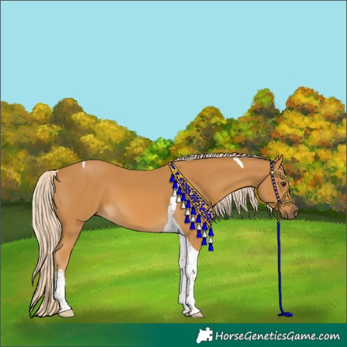 Horse Color:Palomino Tobiano