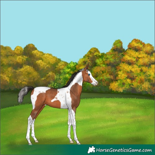 Horse Color:Bay Splash Tobiano