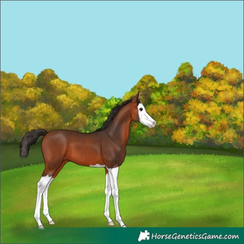 Horse Color:Bay Splash 