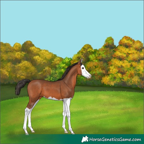 Horse Color:Bay Splash 