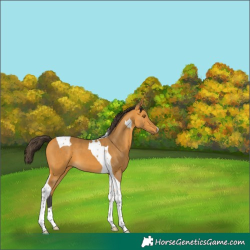 Horse Color:Buckskin Tobiano 