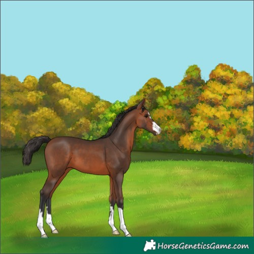 Horse Color:Bay 