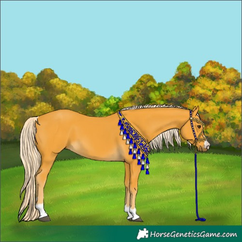 Horse Color:Palomino 