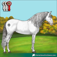 Horse Color:Liver Chestnut Appaloosa 
