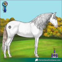 Horse Color:Gold Champagne Appaloosa 