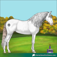 Horse Color:Gold Champagne Appaloosa 