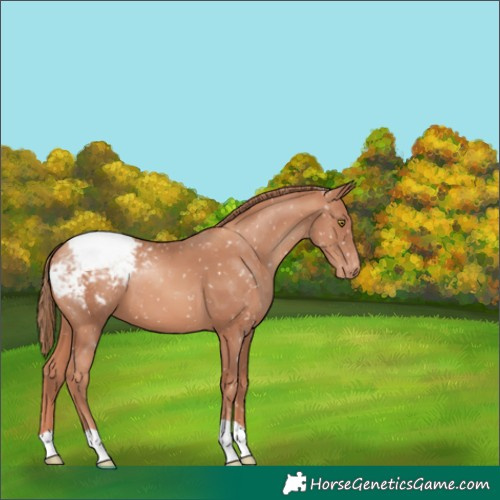 Horse Color:Gold Champagne Appaloosa 