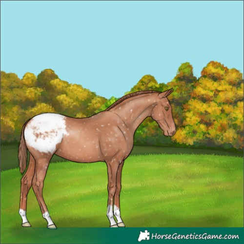 Horse Color:Gold Champagne Appaloosa 