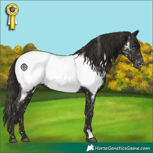 Horse Color:Liver Chestnut Appaloosa 