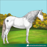 Horse Color:Gold Champagne Appaloosa