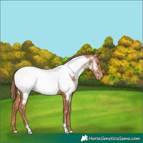 Horse Color:Gold Champagne Appaloosa 