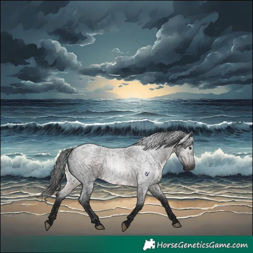 Horse Color:Gray Brown Roan Rabicano 