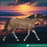 Horse Color:Liver Red Dun Tobiano 