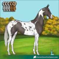 Horse Color:Silver Black Tobiano 