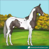 Horse Color:Silver Black Tobiano 