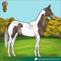 Horse Color:Silver Black Tobiano 