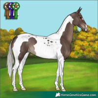 Horse Color:Silver Black Tobiano 