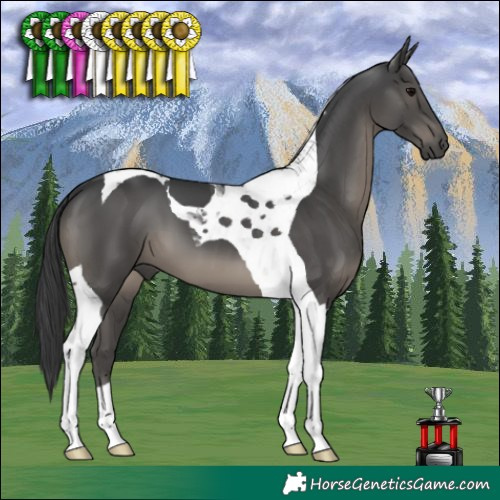 Horse Color:Black Tobiano 