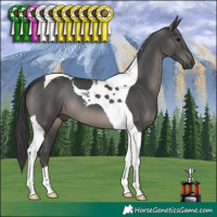 Horse Color:Black Tobiano
