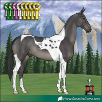 Horse Color:Black Tobiano 
