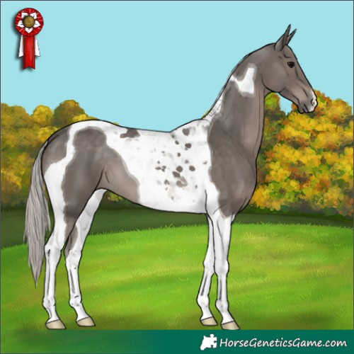 Horse Color:Silver Black Tobiano 