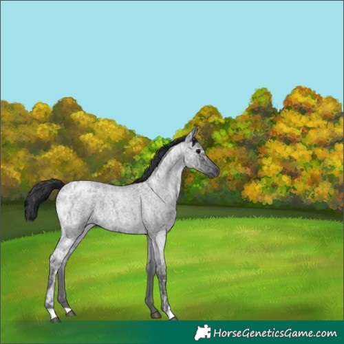 Horse Color:Blue Ice Roan