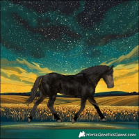 Horse Color:Void Buckskin Roan Tobiano Rabicano 