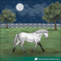 Horse Color:Gray Void Brown Roan Rabicano 