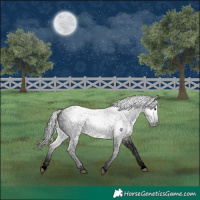 Horse Color:Gray Void Brown Roan Rabicano 
