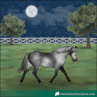 Horse Color:Gray Void Brown Roan Rabicano 