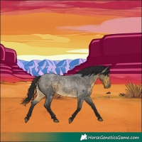 Horse Color:Buckskin Roan Rabicano 